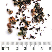 Seedling-Eucalyptus-botryoides-seed-6.jpg