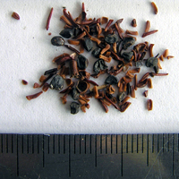Seedling-Eucalyptus-caesia-seed-6.jpg