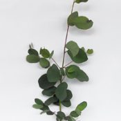 Mountain Swamp Gum, Broad-leaved Sally | TreeProject