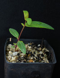 Gippsland Peppermint, Coast Peppermint two month seedling image.