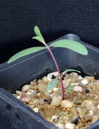 Mountain Gum two month seedling image.