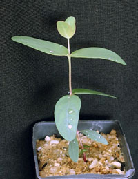 Mountain Gum four months seedling image.