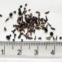 Seedling-Eucalyptus-globoidea-seed-6.jpg