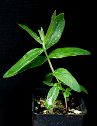 Southern Blue Gum four months seedling image.