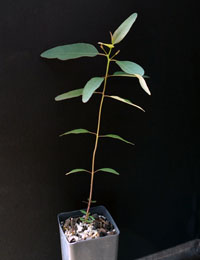 Southern Blue Gum six months seedling image.