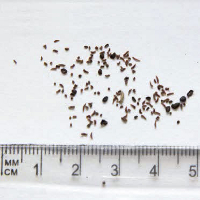 Seedling-Eucalyptus-goniocalyx-seed-6.jpg