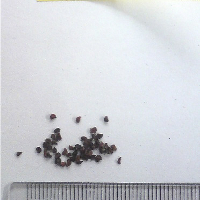Seedling-Eucalyptus-macrorhyncha-seed-6.jpg