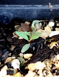 Grey Box germination seedling image.