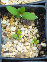 Narrow-Leaved Peppermint two month seedling image.