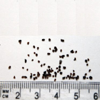 Seedling-Eucalyptus-radiata-radiata-seed-6.jpg