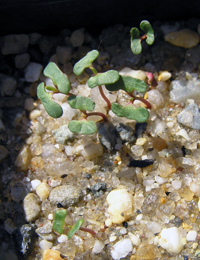 Coast Manna-gum,  Gippsland Manna-gum (previously known as Eucalyptus pryoriana) germination seedling image.