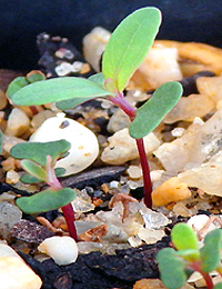 Yarra Gum germination seedling image.