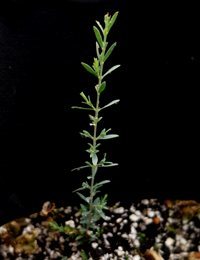 Spreading Eutaxia (previously known as Eutaxia diffusa) six months seedling image.