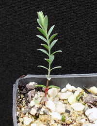 Spreading Eutaxia (previously known as Eutaxia diffusa) two month seedling image.