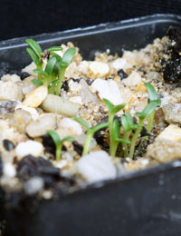 Spreading Eutaxia (previously known as Eutaxia diffusa) germination seedling image.
