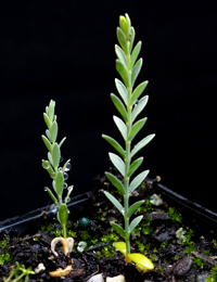 Common Eutaxia two month seedling image.