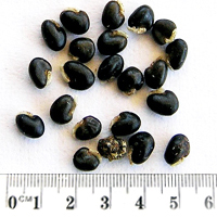 Seedling-Eutaxia-microphylla-seed.-6.jpg
