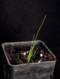 Knobby Club-sedge,  Club-rush (previously known as Isolepis nodosa) two month seedling image.