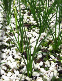 Knobby Club-sedge,  Club-rush (previously known as Isolepis nodosa) four months seedling image.