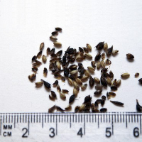Seedling-Gahnia-radula-seed-6.jpg