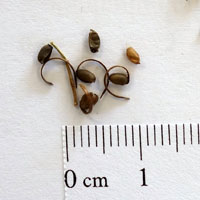 Seedling-Geranium-solanderi-seed-6.jpg