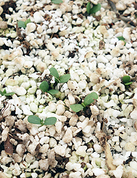 Variable Glycine, Glycine Pea germination seedling image.