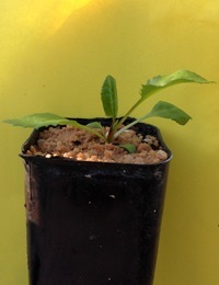 Hop Goodenia two month seedling image.