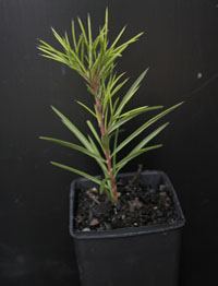 Rosemary Grevillea six months seedling image.