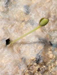 Bushy Needlewood germination seedling image.
