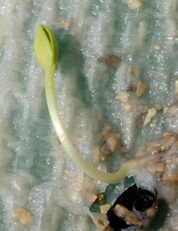 Yellow Hakea germination seedling image.