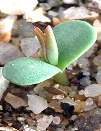 Desert Hakea germination seedling image.