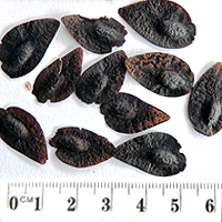 Seedling-Hakea-mitchellii-seed-6.jpg