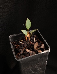Purple Coral Pea two month seedling image.