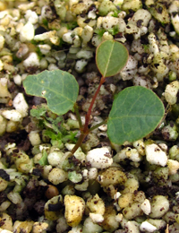 Seedling Hardenbergia Violacea Germination
