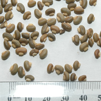Seedling-Hardenbergia-violacea-seed-6.jpg