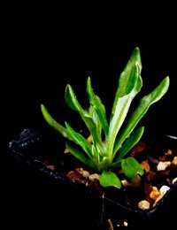 Pale Everlasting (previously known as Helichrysum rutidolepis) two month seedling image.