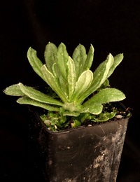 Button Everlasting (previously known as Helichrysum scorpioides) two month seedling image.