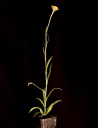 Button Everlasting (previously known as Helichrysum scorpioides) four months seedling image.