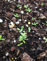 Pale Everlasting (previously known as Helichrysum rutidolepis) germination seedling image.
