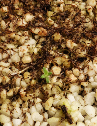 Button Everlasting (previously known as Helichrysum scorpioides) germination seedling image.