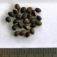 Seedling-Hovea-montana-seed-6.jpg