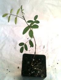 Australian Indigo two month seedling image.