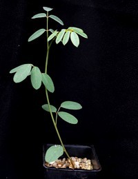 Australian Indigo four months seedling image.