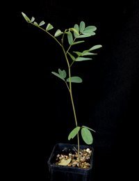 Australian Indigo six months seedling image.