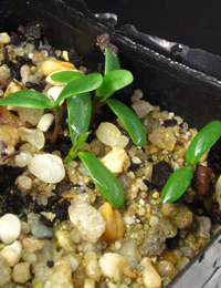 Australian Indigo germination seedling image.