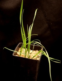 Silvertop Wallaby-grass (previously known as Chionochloa pallida and Joycea pallida) two month seedling image.