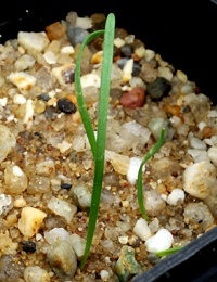 Silvertop Wallaby-grass (previously known as Chionochloa pallida and Joycea pallida) germination seedling image.