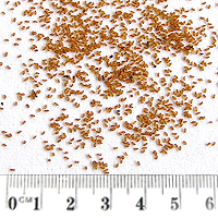 Seedling-Juncus-usitatus-seed-6.jpg