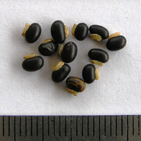 Seedling-Kennedia-prostrata-seed-6.jpg