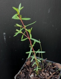 White Tea-Tree, Burgan four months seedling image.
